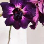 Planta Dobrada 3390 – 35cm – 03 anos