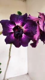 Planta Dobrada 3390 – 35cm – 03 anos