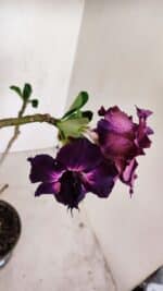 Planta Dobrada 3390 – 35cm – 03 anos - Imagem 4