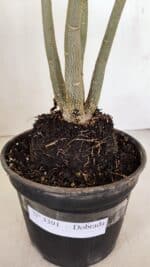 Planta Dobrada 3391 – 35cm – 03 anos - Imagem 6