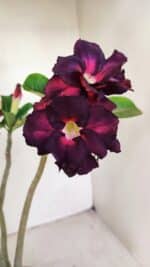 Planta Dobrada 3391 – 35cm – 03 anos - Imagem 4