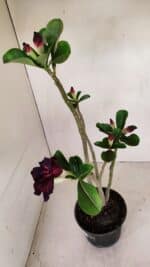 Planta Dobrada 3391 – 35cm – 03 anos - Imagem 5