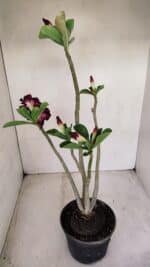 Planta Dobrada 3391 – 35cm – 03 anos - Imagem 7