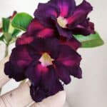 Planta Dobrada 3391 – 35cm – 03 anos