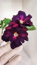 Planta Dobrada 3391 – 35cm – 03 anos