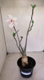 Planta Dobrada 3392 – 35cm – 03 anos - Imagem 2