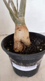 Planta Dobrada 3392 – 35cm – 03 anos - Imagem 7