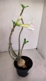 Planta Dobrada 3392 – 35cm – 03 anos - Imagem 6