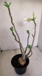 Planta Dobrada 3392 – 35cm – 03 anos - Imagem 5