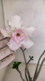 Planta Dobrada 3392 – 35cm – 03 anos - Imagem 4