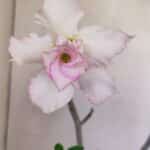 Planta Dobrada 3392 – 35cm – 03 anos