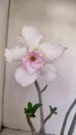 Planta Dobrada 3392 – 35cm – 03 anos