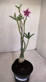 Planta Dobrada 3394 – 35cm – 03 anos - Imagem 2