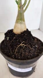 Planta Dobrada 3394 – 35cm – 03 anos - Imagem 6