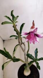 Planta Dobrada 3394 – 35cm – 03 anos - Imagem 4