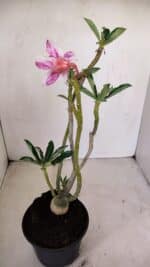 Planta Dobrada 3394 – 35cm – 03 anos - Imagem 5