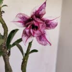 Planta Dobrada 3394 – 35cm – 03 anos