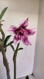 Planta Dobrada 3394 – 35cm – 03 anos