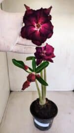 Planta Dobrada 3395 – 35cm – 03 anos - Imagem 2