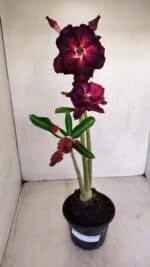 Planta Dobrada 3395 – 35cm – 03 anos - Imagem 7