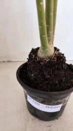 Planta Dobrada 3395 – 35cm – 03 anos - Imagem 6