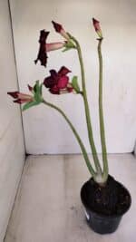 Planta Dobrada 3395 – 35cm – 03 anos - Imagem 5