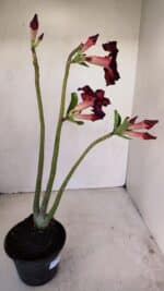 Planta Dobrada 3395 – 35cm – 03 anos - Imagem 4