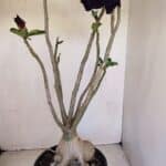 Planta Dobrada 3396 – 50cm – 04 anos