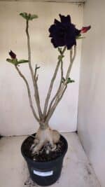 Planta Dobrada 3396 – 50cm – 04 anos