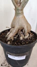 Planta Dobrada 3396 – 50cm – 04 anos - Imagem 4