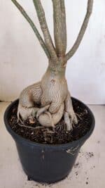 Planta Dobrada 3396 – 50cm – 04 anos - Imagem 8