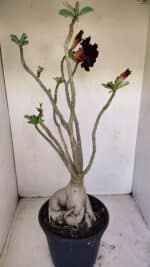 Planta Dobrada 3396 – 50cm – 04 anos - Imagem 7