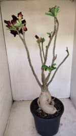 Planta Dobrada 3396 – 50cm – 04 anos - Imagem 5