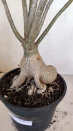 Planta Dobrada 3396 – 50cm – 04 anos - Imagem 6