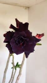 Planta Dobrada 3396 – 50cm – 04 anos - Imagem 3