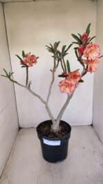 Planta Dobrada 3397 – 45cm – 03 anos - Imagem 2