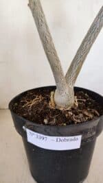 Planta Dobrada 3397 – 45cm – 03 anos - Imagem 9