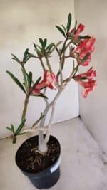 Planta Dobrada 3397 – 45cm – 03 anos - Imagem 8