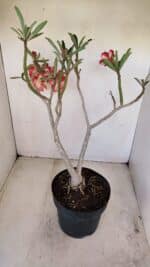 Planta Dobrada 3397 – 45cm – 03 anos - Imagem 7