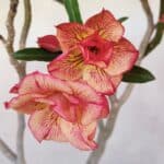 Planta Dobrada 3397 – 45cm – 03 anos