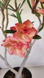 Planta Dobrada 3397 – 45cm – 03 anos