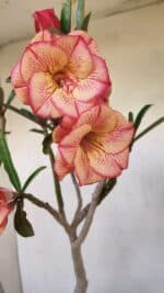 Planta Dobrada 3397 – 45cm – 03 anos - Imagem 4