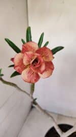 Planta Dobrada 3397 – 45cm – 03 anos - Imagem 5