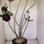 Planta Dobrada 3398 – 60cm – 05 anos