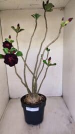 Planta Dobrada 3398 – 60cm – 05 anos