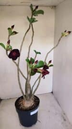 Planta Dobrada 3398 – 60cm – 05 anos - Imagem 8