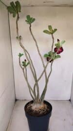 Planta Dobrada 3398 – 60cm – 05 anos - Imagem 7