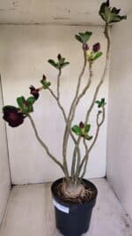 Planta Dobrada 3398 – 60cm – 05 anos - Imagem 6