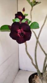 Planta Dobrada 3398 – 60cm – 05 anos - Imagem 3