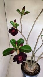 Planta Dobrada 3398 – 60cm – 05 anos - Imagem 5